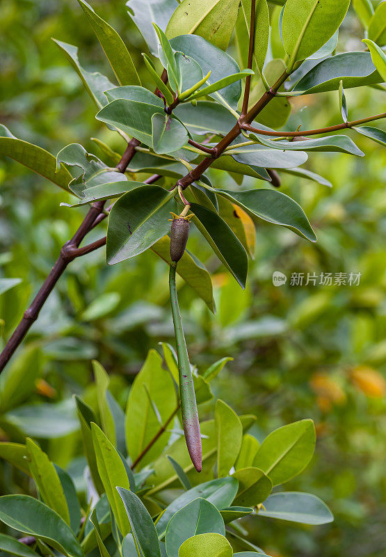 红红树，Rhizophora mangle，伊丽莎白湾;伊莎贝拉岛;Albermarle岛;加拉帕戈斯群岛;加拉帕戈斯群岛;厄瓜多尔。Rhizophoraceae。种子。